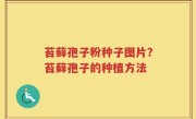 苔藓孢子粉种子图片？苔藓孢子的种植方法