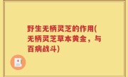 野生无柄灵芝的作用(无柄灵芝草本黄金，与百病战斗)