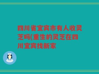 四川省宜宾市有人收灵芝吗(重生的灵芝在四川宜宾找新家