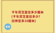 千年灵芝直径多少厘米(千年灵芝直径多少？拉伸至多10厘米)
