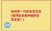 如何养一只野生灵芝花(如何在家里种植野生灵芝花？)
