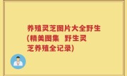 养殖灵芝图片大全野生(精美图集  野生灵芝养殖全记录)