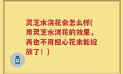 灵芝水浇花会怎么样(用灵芝水浇花的效果，再也不用担心花未能绽放了！)
