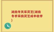 湖南冬天采灵芝(湖南冬季采摘灵芝成丰收季)