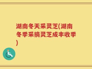 湖南冬天采灵芝(湖南冬季采摘灵芝成丰收季)