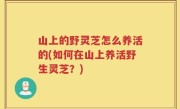 山上的野灵芝怎么养活的(如何在山上养活野生灵芝？)
