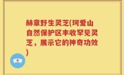 赫章野生灵芝(珂爱山自然保护区丰收罕见灵芝，展示它的神奇功效)