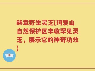 赫章野生灵芝(珂爱山自然保护区丰收罕见灵芝，展示它的神奇功效)