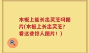 木板上能长出灵芝吗图片(木板上长出灵芝？看这些惊人图片！)