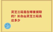 灵芝三萜是在哪里提取的？长白山灵芝三萜高达多少