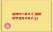 福建野生黑灵芝(福建现罕见野生黑灵芝)