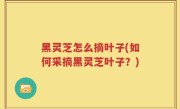 黑灵芝怎么摘叶子(如何采摘黑灵芝叶子？)