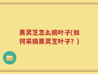 黑灵芝怎么摘叶子(如何采摘黑灵芝叶子？)
