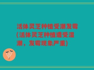 活体灵芝种植受潮发霉(活体灵芝种植遭受湿潮，发霉现象严重)