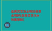 桑黄灵芝泡水喝还是煮水喝好(桑黄灵芝泡水效果更佳)
