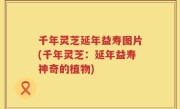 千年灵芝延年益寿图片(千年灵芝：延年益寿神奇的植物)
