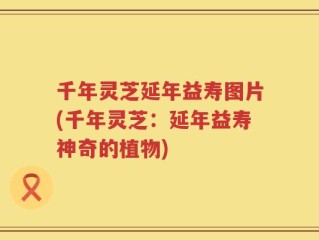 千年灵芝延年益寿图片(千年灵芝：延年益寿神奇的植物)