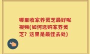 哪里收家养灵芝最好呢视频(如何选购家养灵芝？这里是最佳去处)