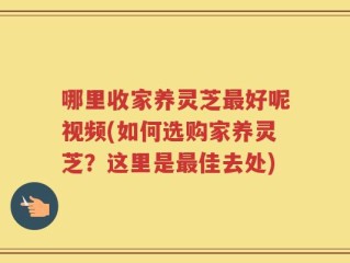 哪里收家养灵芝最好呢视频(如何选购家养灵芝？这里是最佳去处)