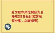 野生松杉灵芝视频大全播放(野生松杉灵芝视频全集，立即观看)