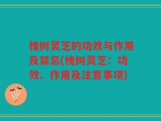 槐树灵芝的功效与作用及禁忌(槐树灵芝：功效、作用及注意事项)