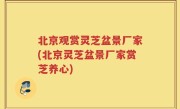 北京观赏灵芝盆景厂家(北京灵芝盆景厂家赏芝养心)