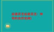 后堡灵芝后堡灵芝：神奇的自然宝藏)