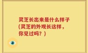 灵芝长出来是什么样子(灵芝的外观长这样，你见过吗？)