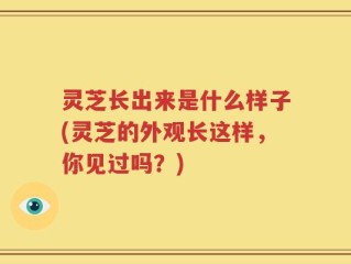 灵芝长出来是什么样子(灵芝的外观长这样，你见过吗？)