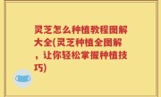 灵芝怎么种植教程图解大全(灵芝种植全图解，让你轻松掌握种植技巧)