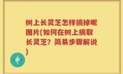 树上长灵芝怎样摘掉呢图片(如何在树上摘取长灵芝？简易步骤解说)