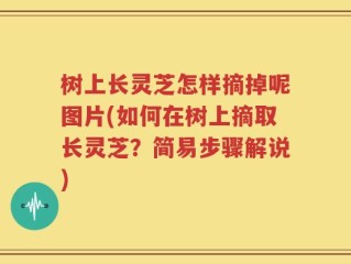 树上长灵芝怎样摘掉呢图片(如何在树上摘取长灵芝？简易步骤解说)