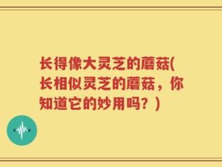 长得像大灵芝的蘑菇(长相似灵芝的蘑菇，你知道它的妙用吗？)