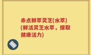 赤点鲜萃灵芝(水萃)(鲜活灵芝水萃，提取健康活力)
