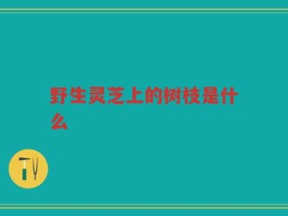 野生灵芝上的树枝是什么