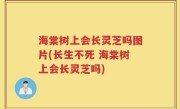 海棠树上会长灵芝吗图片(长生不死 海棠树上会长灵芝吗)