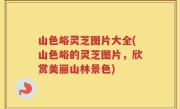 山色峪灵芝图片大全(山色峪的灵芝图片，欣赏美丽山林景色)