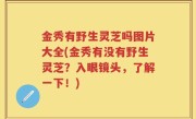 金秀有野生灵芝吗图片大全(金秀有没有野生灵芝？入眼镜头，了解一下！)