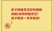 虎子种植灵芝好吗视频讲解(如何种植灵芝？虎子教你一步步做到！)