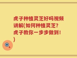 虎子种植灵芝好吗视频讲解(如何种植灵芝？虎子教你一步步做到！)