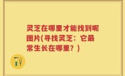 灵芝在哪里才能找到呢图片(寻找灵芝：它最常生长在哪里？)