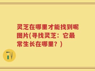 灵芝在哪里才能找到呢图片(寻找灵芝：它最常生长在哪里？)