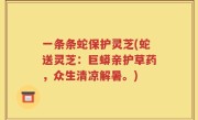 一条条蛇保护灵芝(蛇送灵芝：巨蟒亲护草药，众生清凉解暑。)