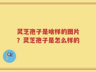 灵芝孢子是啥样的图片？灵芝孢子是怎么样的