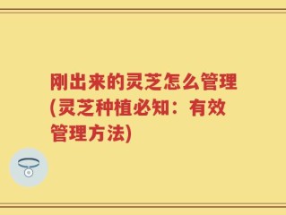 刚出来的灵芝怎么管理(灵芝种植必知：有效管理方法)