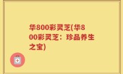 华800彩灵芝(华800彩灵芝：珍品养生之宝)
