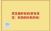 灵芝是野生的(野生灵芝：天然的珍贵药材)