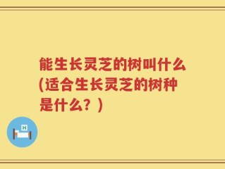 能生长灵芝的树叫什么(适合生长灵芝的树种是什么？)