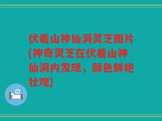 伏羲山神仙洞灵芝图片(神奇灵芝在伏羲山神仙洞内发现，颜色鲜艳壮观)