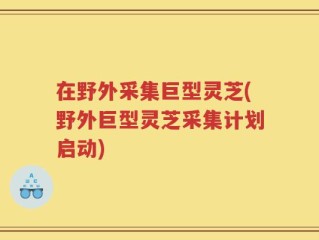 在野外采集巨型灵芝(野外巨型灵芝采集计划启动)